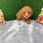 Major The Micro Poodle (Deposit Only ‼️Please Read The Description Below‼️)