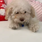 White Male Miniature Poodle (Deposit Only ‼️ Please Read The DESCRIPTION Below‼️)