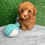 Zion The Micro Poodle (Deposit Only ‼️Please Read The DESCRIPTION Below‼️)