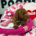 Dark Red Male Toy Poodle (Deposit Only‼️Please Read The Description Below‼️)