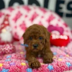 “Rojo” The Dark Red Male Teacup Poodle (Deposit Only‼️ Please Red The DESCRIPTION Below‼️)