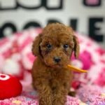 “ Rocket ” The Dark Red Male Teacup Poodle 🐩 ‼️(Deposit Only, Please Read The Description Below‼️)