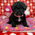 Black Male Teacup Poodle (Deposit Only‼️ Please Read The Description Below‼️)