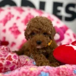 Red Male Teacup Poodle (Deposit Only‼️Please Read The Description Below‼️)