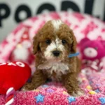 “ Cali “ The Red Male Teacup Poodle ‼️(Deposit Only ‼️ Please Read The Description Below ‼️)