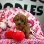 Apricot Female Teacup Poodle (Deposit Only‼️Please Read The Description Below‼️)