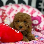 Red Male Toy Poodle 🐩 (Deposit Only‼️Please Read The Description Below‼️)