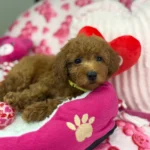 Apricot Female Toy Poodle ( Deposit Only, Please Read The DESCRIPTION Below‼️)