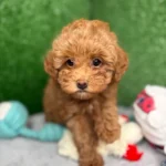 Bailey The Apricot Micro Poodle 🐩 (Deposit Only ‼️Please Read The Description Below‼️)