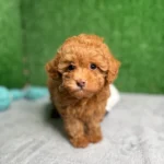 Zen The Micro Poodle 🐩 (Deposit Only ‼️Please Read The Description Below‼️)