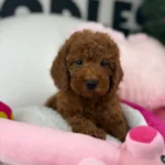 Dark Red Male Toy Poodle 🐩 (Deposit Only‼️Please Read The Description Below‼️) Regular price$525.00 USD