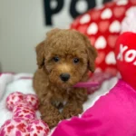 Red Female Toy Poodle (Deposit Only, Please Read The Description Below‼️)