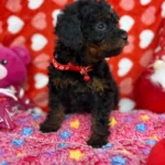 Red Phantom Female Teacup Poodle (Deposit Only‼️Please Read The Description Below‼️)
