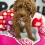 The Fanciest Dark Red And White Female Miniature Poodle (Deposit Only ‼️ Please Read The DESCRIPTION Below‼️)