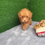 Royal The Apricot Micro Poodle 🐩 (Deposit Only ‼️Please Read The Description Below‼️)