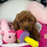 Red Male Miniature Poodle (Deposit Only ‼️ Please Read The DESCRIPTION Below‼️)