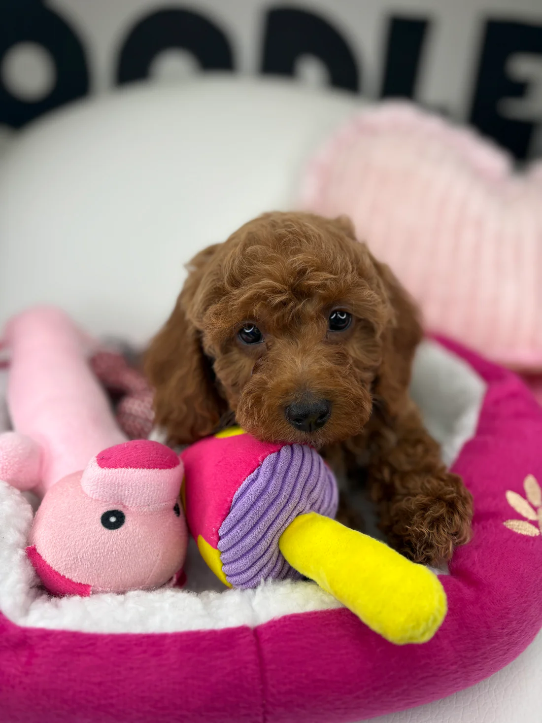 BDEAD2AA-9CF2-4A40-9BA8-0D0F9554ED0F Red Male Miniature Poodle (Deposit Only ‼️ Please Read The DESCRIPTION Below‼️) - Image 1