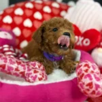 Red Female Miniature Poodle PROMOTION Pup (Deposit Only ‼️Please Read The DESCRIPTION Below‼️)