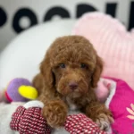 Brindle Phantom Female Micro Poodle (Deposit Only‼️Please Read The Description Below‼️)