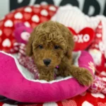 The Fanciest Apricot Male Miniature Poodle (Deposit Only ‼️ Please Read DESCRIPTION Below‼️) Regular price$525.00 USD  Sold out