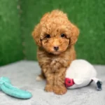 Legend Apricot Micro Poodle 🐩 (Deposit Only ‼️Please Read The Description Below‼️)