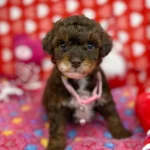 Brindle Phantom Male Teacup Poodle (Deposit Only Please Read The DESCRIPTION Below‼️
