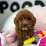 Dark Red Female Toy Poodle (Deposit Only‼️ Please Read The DESCRIPTION Below‼️)