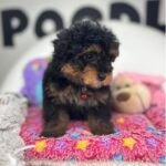 Red Phantom Female Teacup Poodle 🐩(Deposit Only ‼️ Please Read The DESCRIPTION Below‼️)