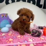 Dark Red Male Micro Poodle Deposit Only‼️ (Please DESCRIPTION Read Below‼️)