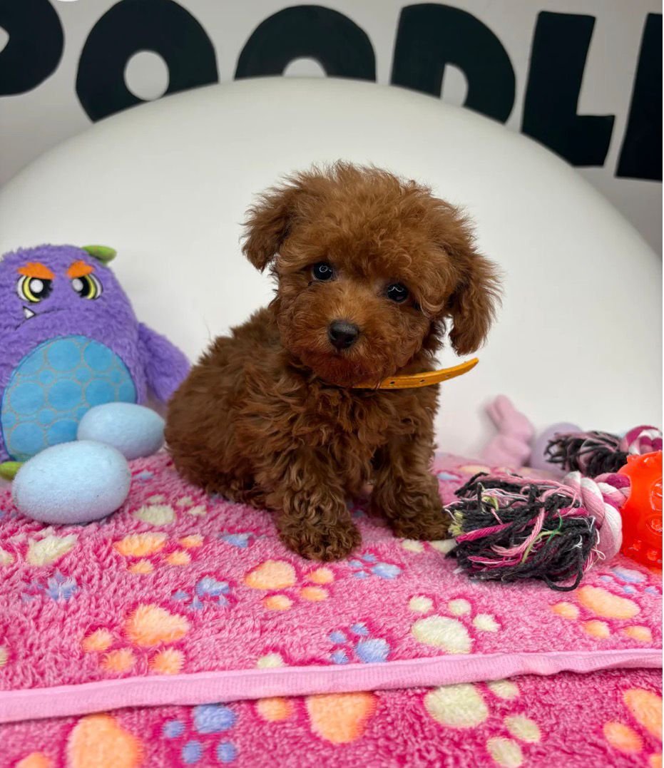 yo Dark Red Male Micro Poodle Deposit Only‼️ (Please DESCRIPTION Read Below‼️) - Image 1