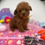 Dark Red Male Micro Poodle Deposit Only‼️ (Please DESCRIPTION Read Below‼️)