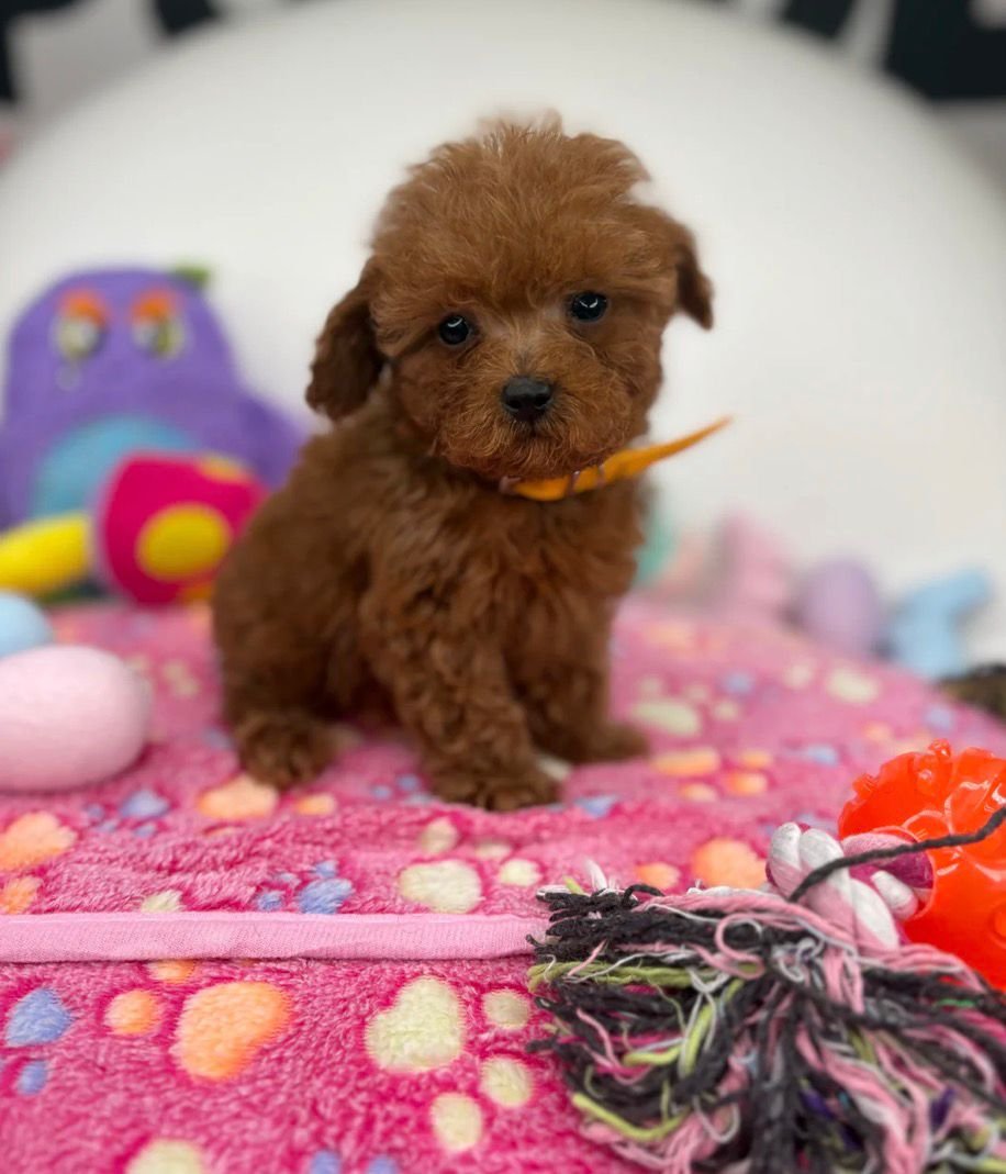 yo2 Dark Red Male Micro Poodle Deposit Only‼️ (Please DESCRIPTION Read Below‼️) - Image 1